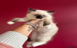Ragdoll cats for sale: Last little girl available  - Image 3