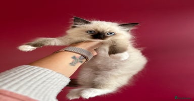 Ragdoll cats - Advert 13