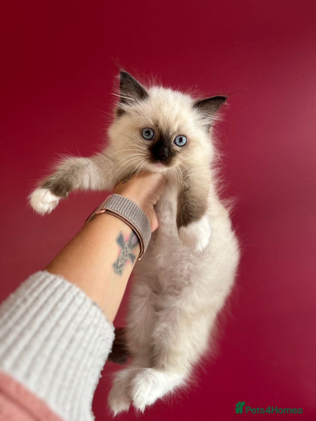 Ragdoll cats for sale: Last little girl available  - Image 3