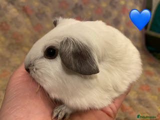 Guinea Pig rodents Gorgeous baby Guinea pigs - Advert 11