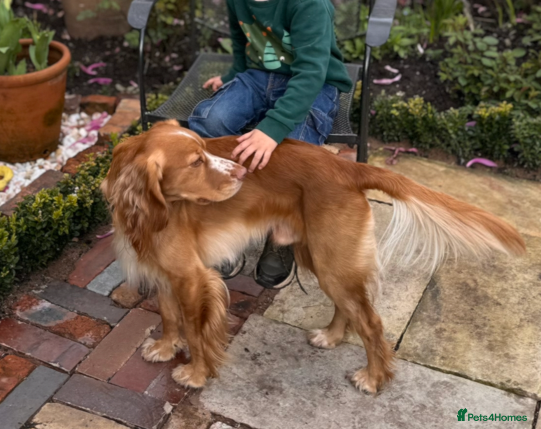 Cocker Spaniel dogs for stud: KC Working Cocker Spaniel - Advert 6