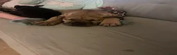 Boerboel dogs for sale: Boerboel puppies - Advert 13