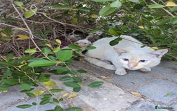 Siamese cats for sale: Ariel - Rescue Siamese - Image 27