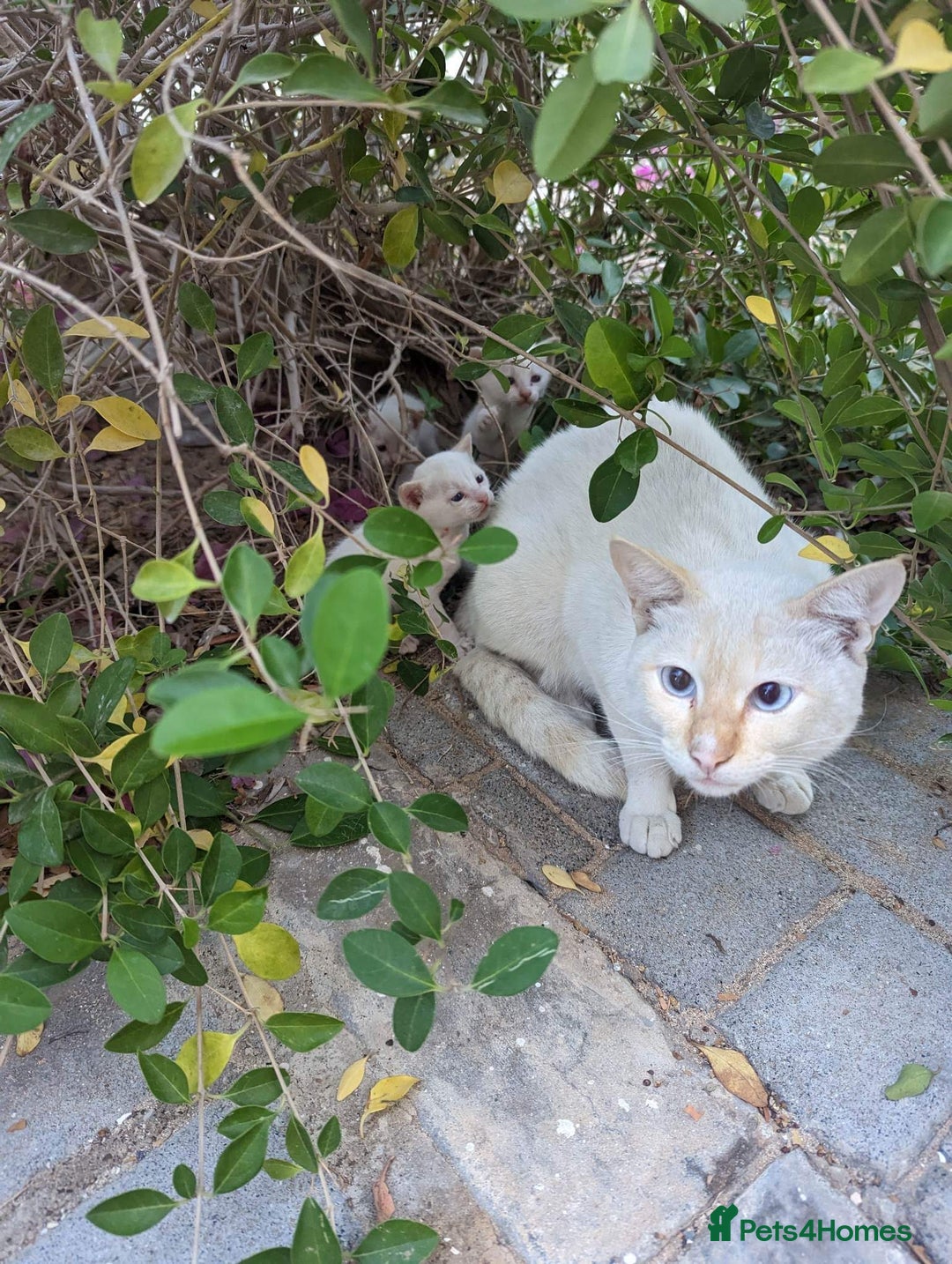 Siamese cats for sale: Ariel - Rescue Siamese - Image 27