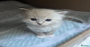 Ragdoll cats - Advert 3