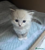 Ragdoll cats - Advert 3