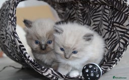 Ragdoll cats for sale: 💎 OUTSTANDING QUALITY MINK ragdoll kittens 💎 - Image 5
