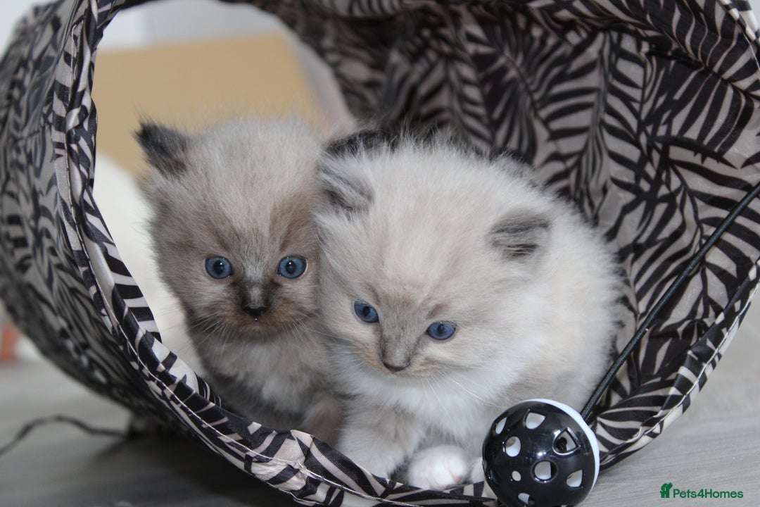 Ragdoll cats for sale: 💎 OUTSTANDING QUALITY MINK ragdoll kittens 💎 - Image 5
