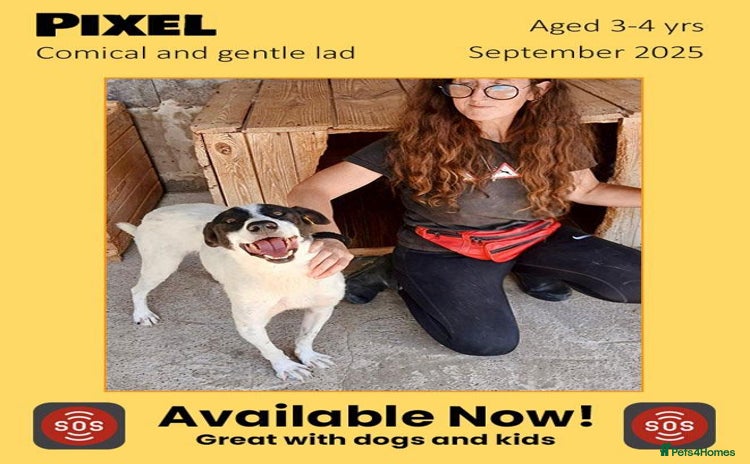 Mixed Breed dogs - Advert 17