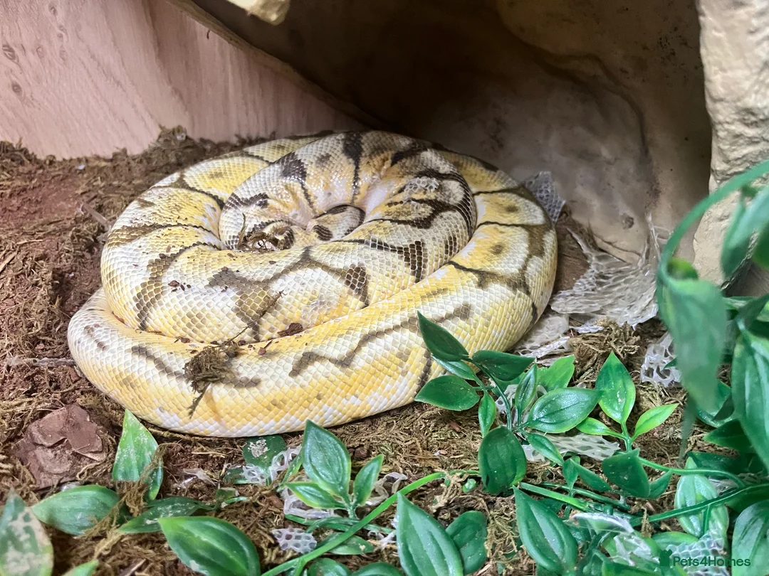 Python Snake reptiles for sale: Ball python and full vivarium set up - Advert 2