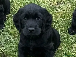 Cocker Spaniel dogs Cocker Spaniel Puppies - Advert 1