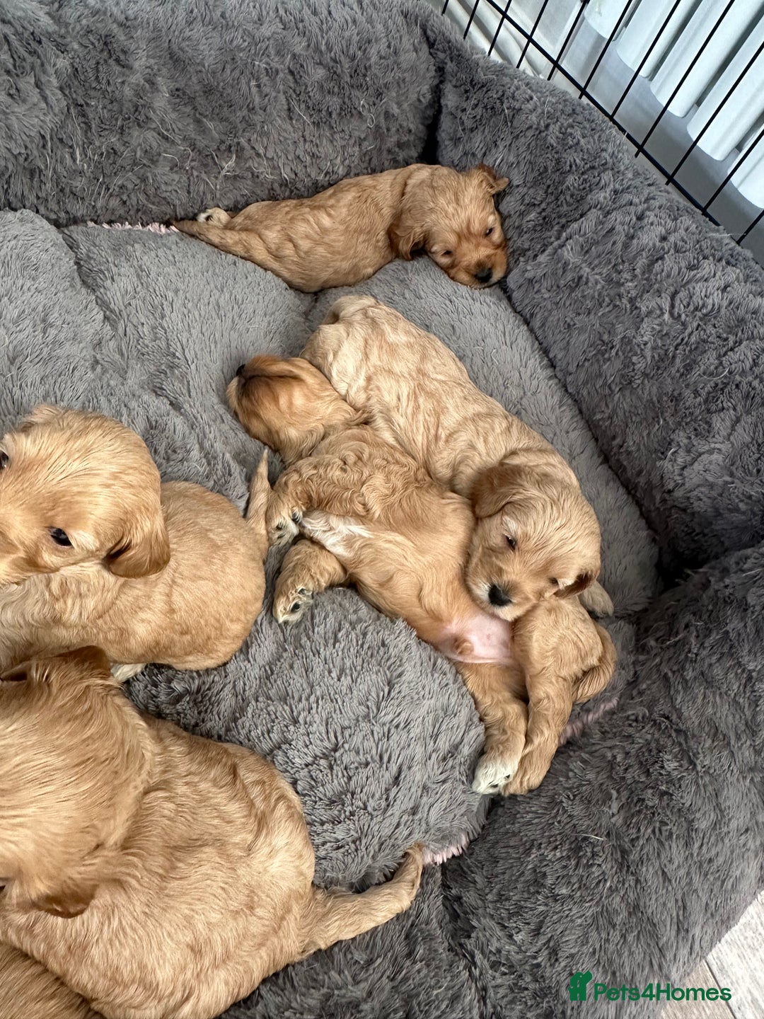 Cockapoo dogs for sale: Gorgeous f2 cockapoo puppies  - Image 4
