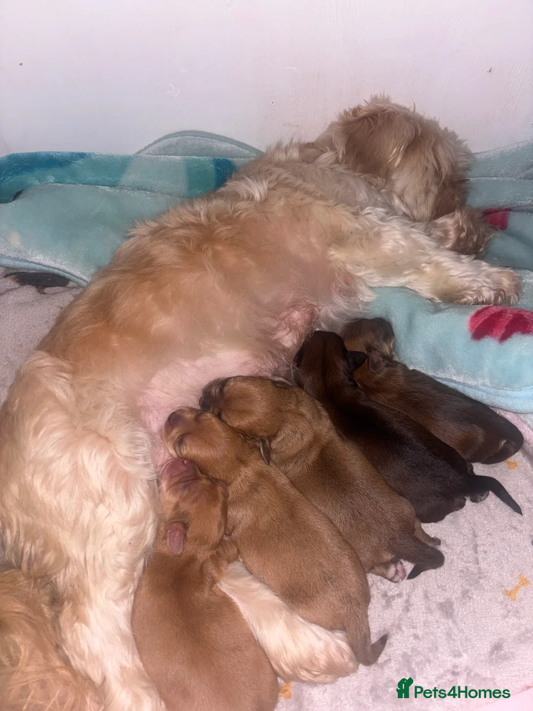 Mixed Breed dogs for sale: Schweenies looking for their forever home  - Advert 2