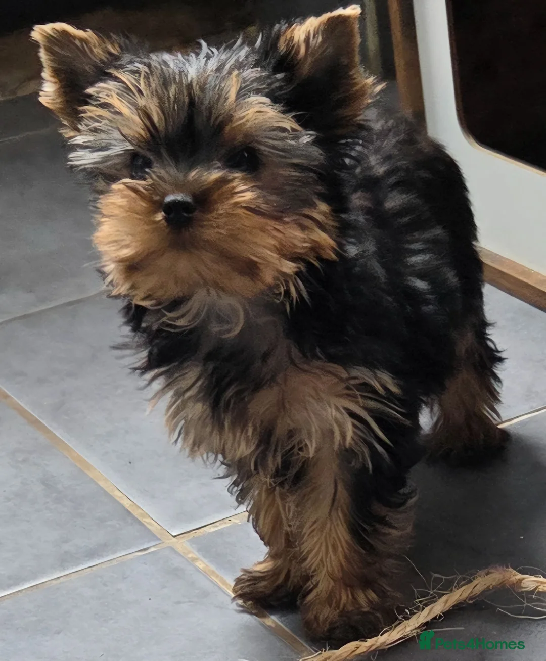 Yorkshire Terrier dogs for sale: Beautiful Yorkshire Terrier Girls - Advert 2