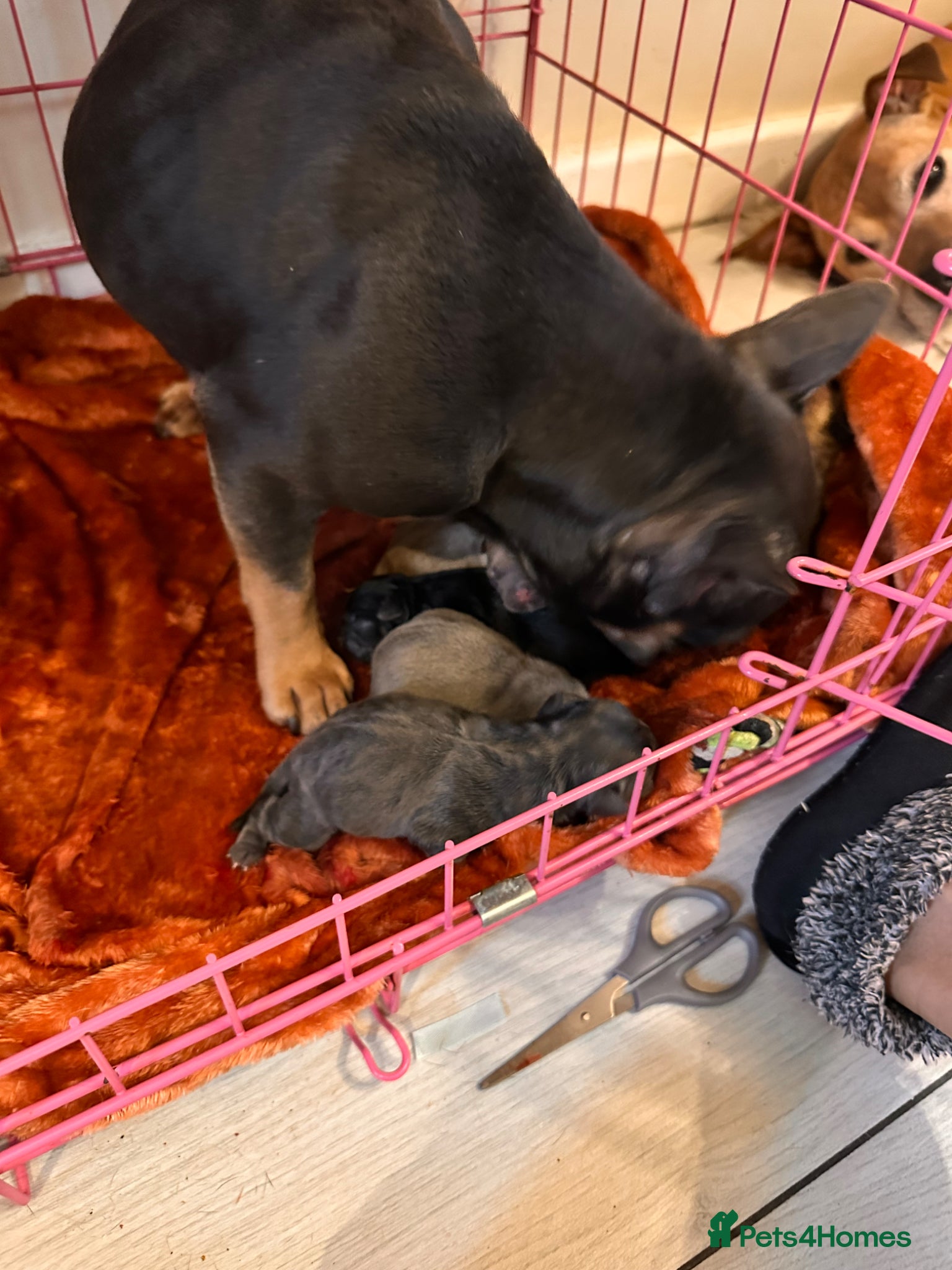 Mixed Breed dogs for sale: Shih Tzu x Frenchie pups - Advert 2