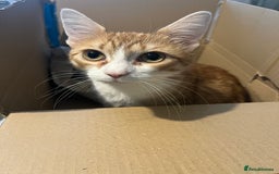 British Shorthair cats for sale: 1 year old ginger and white tortoiseshell cat - Image 5