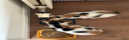 Mixed Breed cats for sale: Beautiful Kittens. Ready now - Advert 10