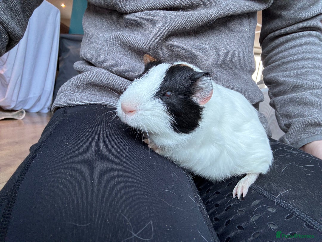 Guinea Pig rodents for sale: 2 beautiful baby girl guinea pigs - Advert 6