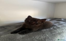 Ragdoll cats for sale: Beautiful Ragdoll X Kittens For Sale 🐾  - Image 14