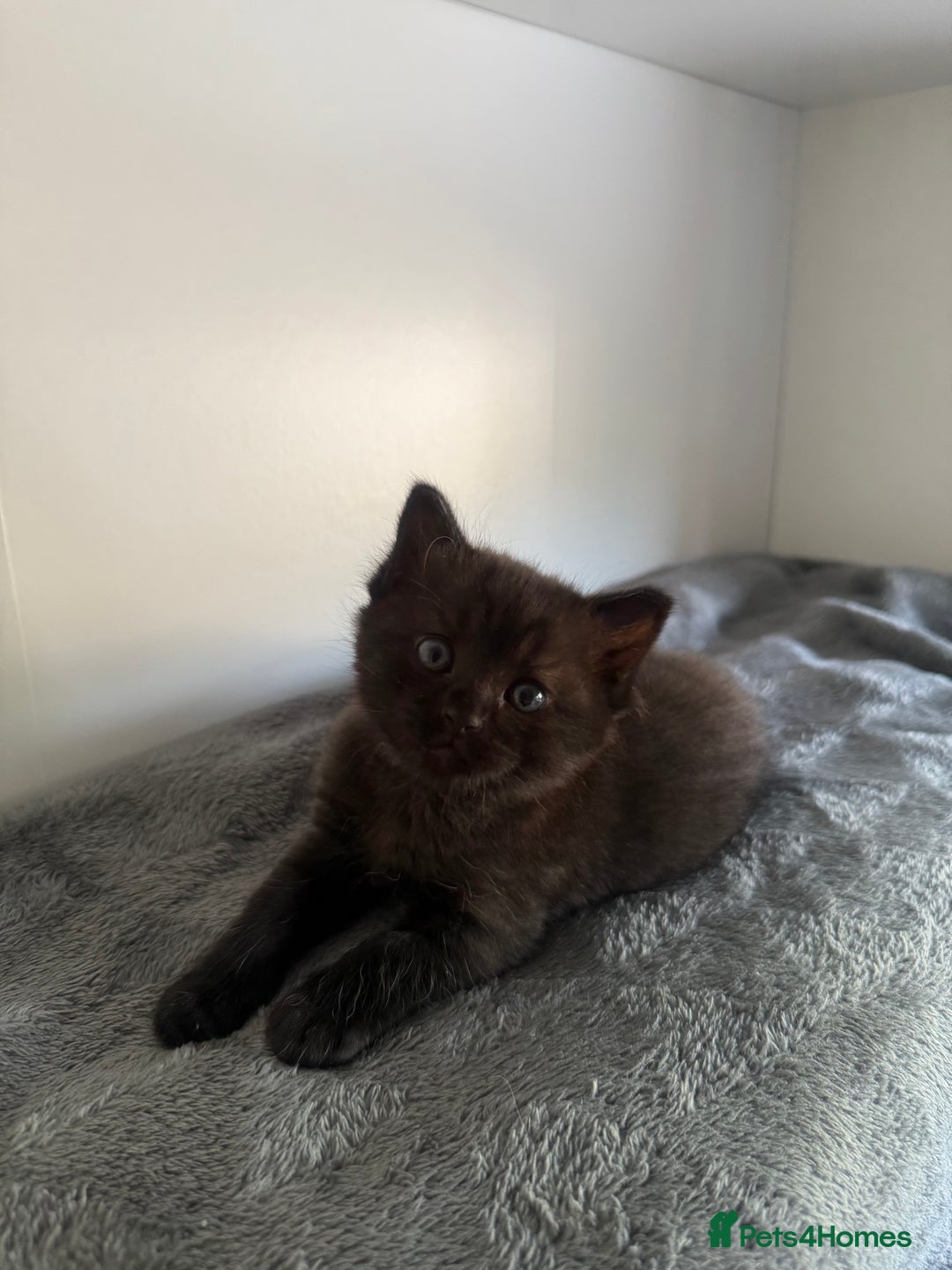 Ragdoll cats for sale: Beautiful Ragdoll X Kittens For Sale 🐾  - Image 14