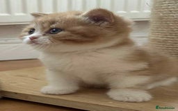 British Shorthair cats for sale: British Shorthair Pedigree Kittens - Image 16