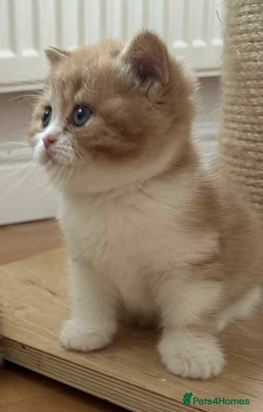 British Shorthair cats for sale: British Shorthair Pedigree Kittens - Image 16