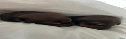 Miniature Dachshund dogs for sale: Two handsome KC miniature dauchounds for sale  - Advert 4