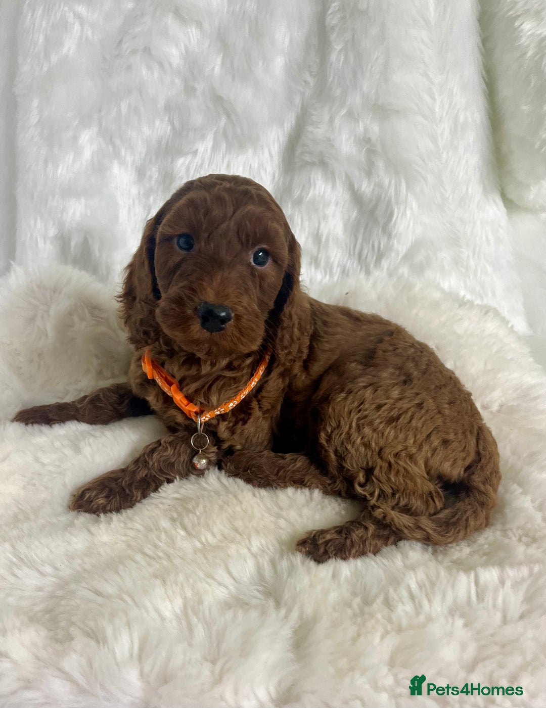 Goldendoodle dogs for sale: Outstanding quality fully tested Goldendoodle pups - Advert 3