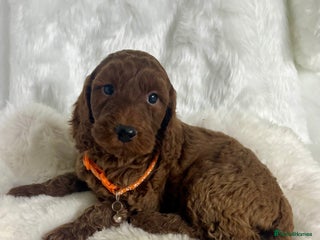 Goldendoodle dogs Outstanding quality fully tested Goldendoodle pups - Advert 3