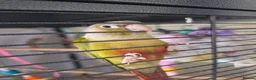 Conures birds for sale: 🦜 Bonded Pair of Green Cheek Conures – £650 🦜 - Advert 6