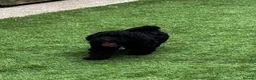Toy Poodle dogs for sale: Toy Poodle puppies Health tested parents  - Advert 5
