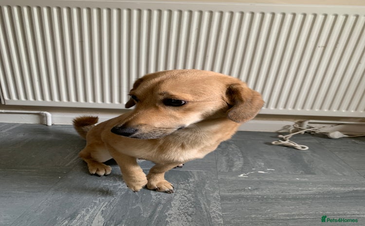 Mixed Breed dogs - Advert 1