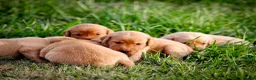 Labrador Retriever dogs for sale: Elite Litter: KC Registered Fox Red Labrador Pups - Advert 29