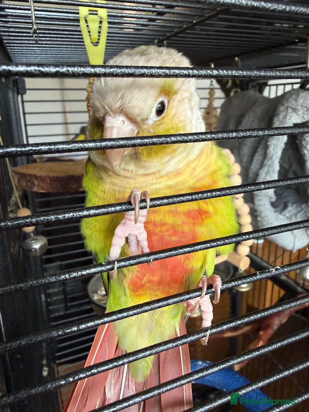 Conures birds for sale: Pineapple Conure  in Manchester - Advert 2