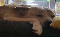 Mixed Breed dogs for adoption: Meet Balagan, currently residing in Merseyside  - Image 3