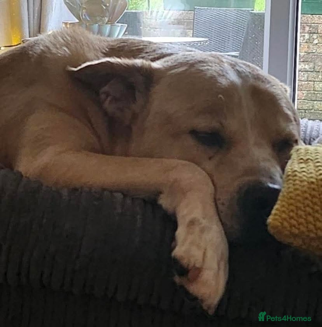 Mixed Breed dogs for adoption: Meet Balagan, currently residing in Merseyside  - Image 3