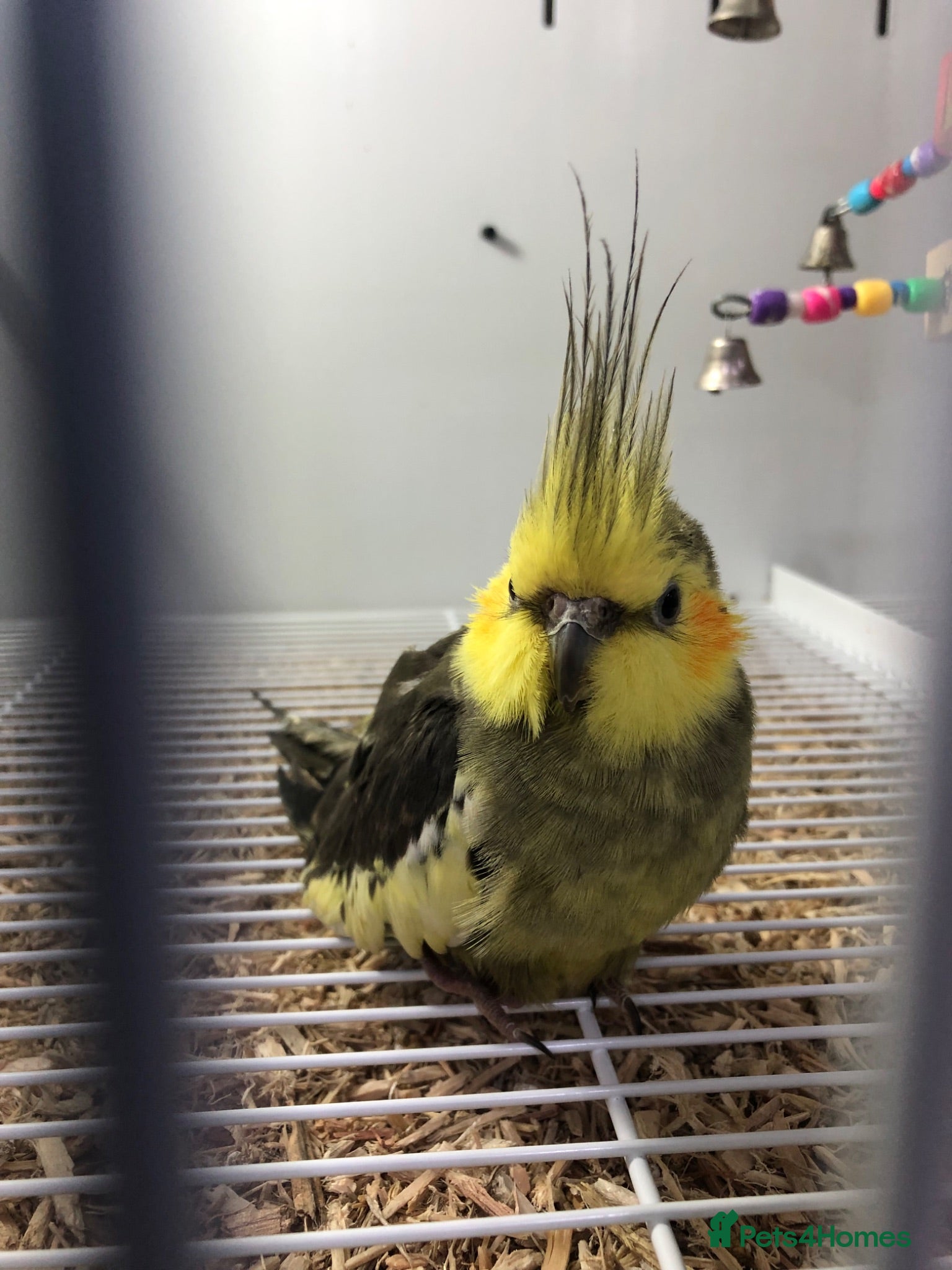 Cockatiels birds  BABY MALE Cockatiel (greenish-grey) - Advert 16