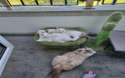 Ragdoll cats for sale: Ragdoll kittens  - Image 11