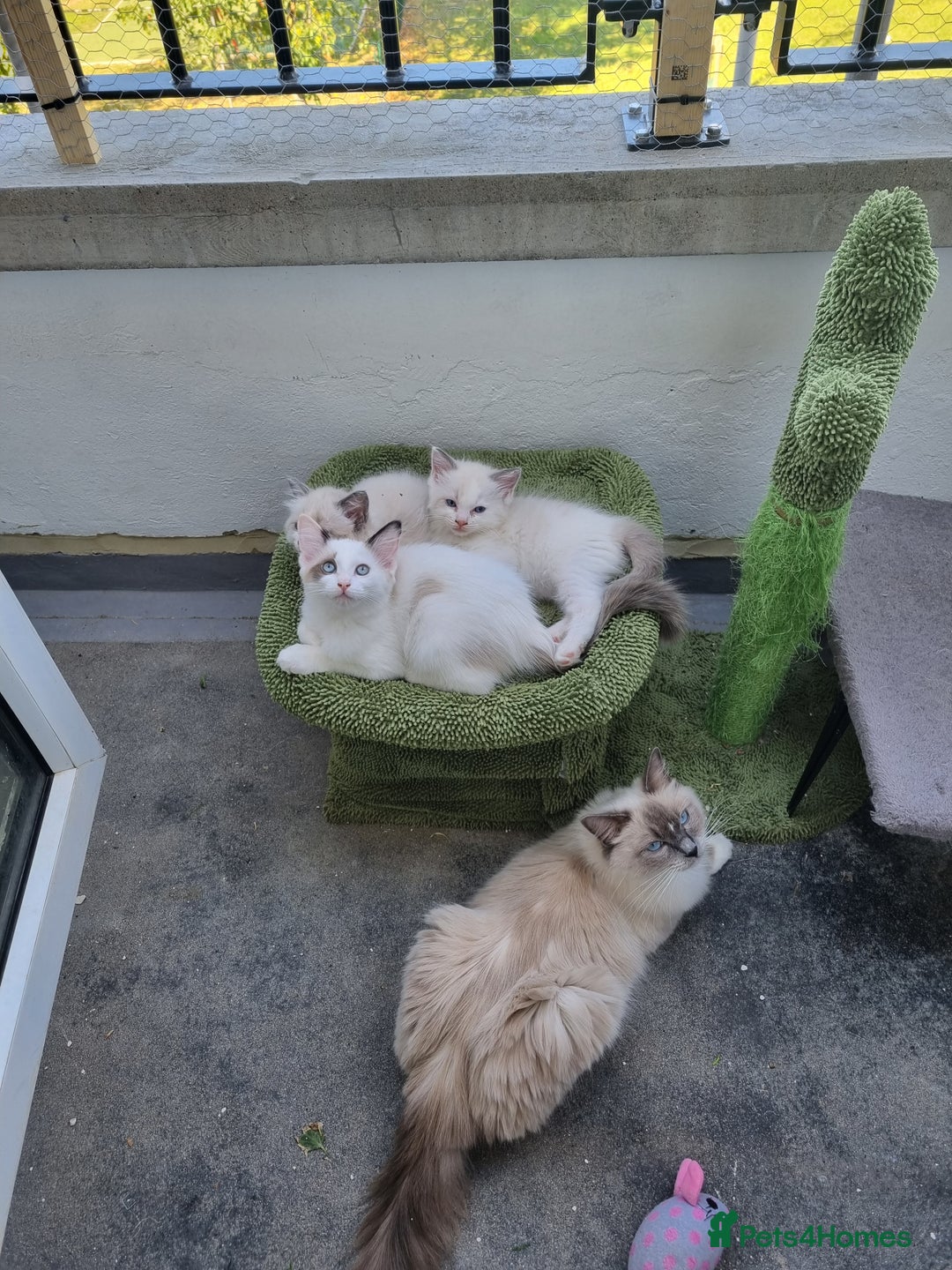 Ragdoll cats for sale: Ragdoll kittens  - Image 11