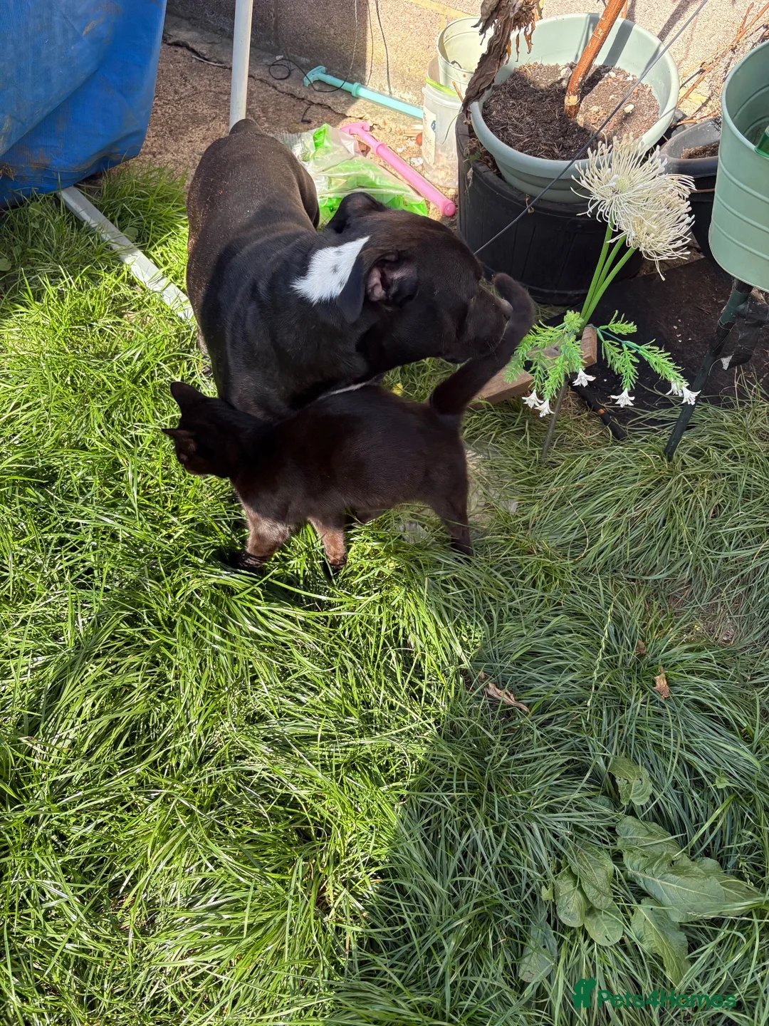 Mixed Breed cats for sale: 9 month old roughly siblings  - Advert 16