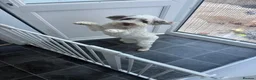 Cockapoo dogs for sale: Pringles 2yr old cockapoo - Advert 6