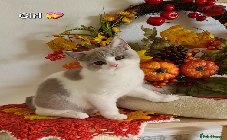 British Shorthair cats - Advert 8