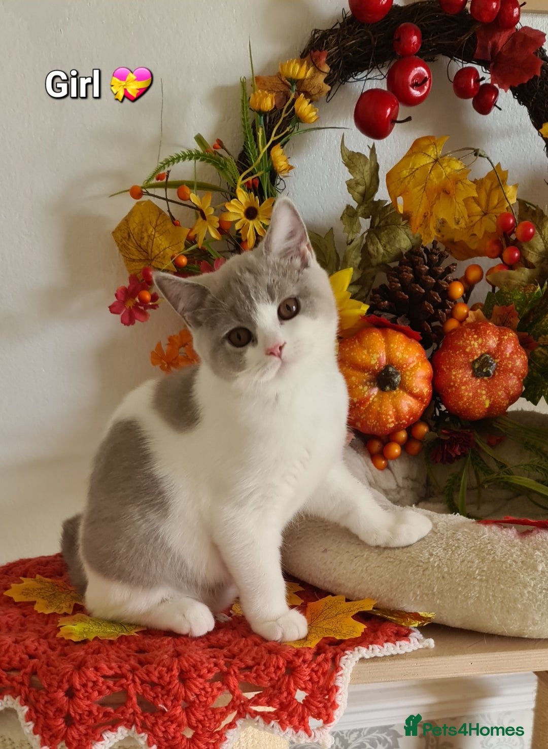 British Shorthair cats for sale: GCCF Lilac,Blue,Bicolor BSH kittens  - Image 1