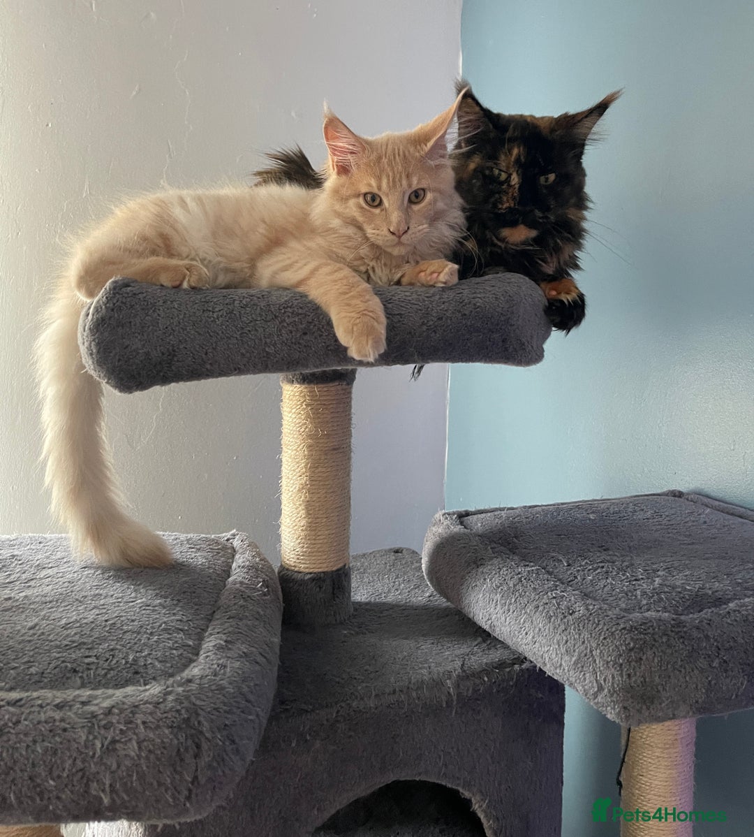 Maine Coon cats for sale: 💖 Maine Coon Kitten Boy Looking for a new home  - Image 6