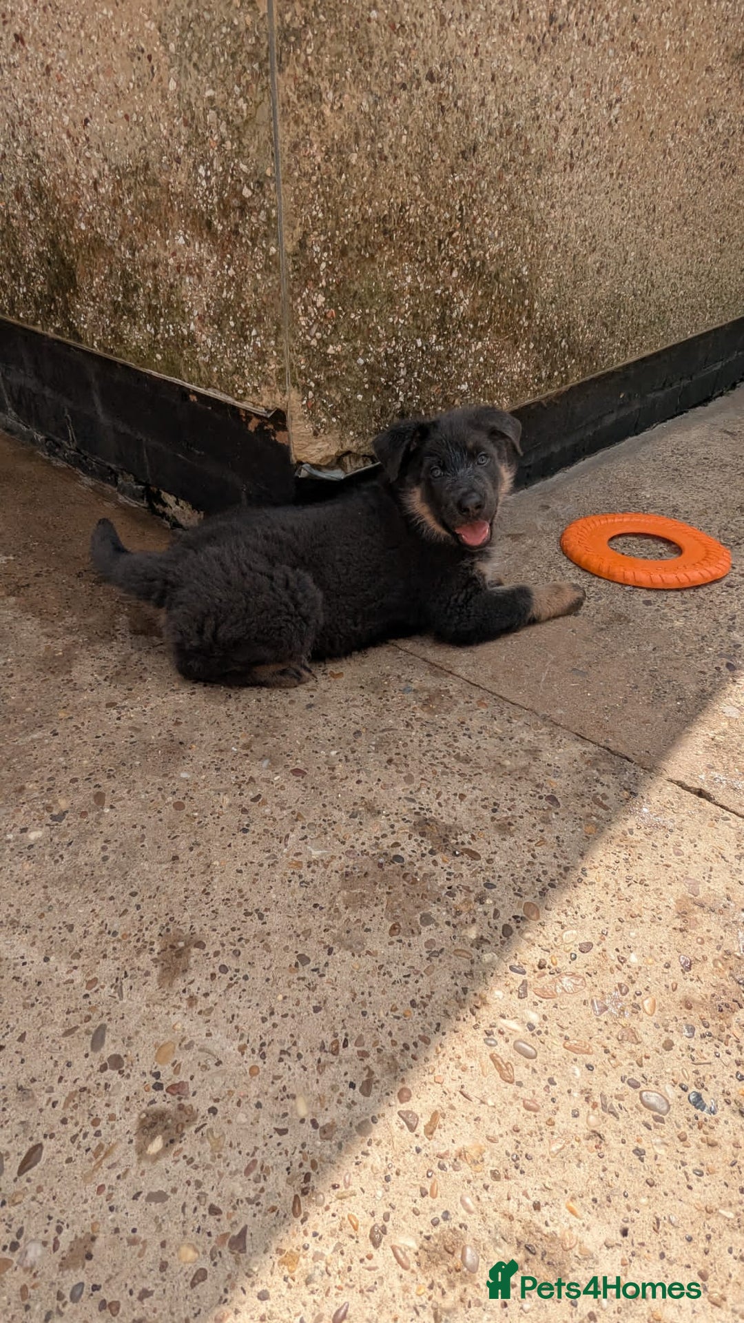 German Shepherd dogs for sale: German shepherd girl BLUE/TAN  in Rugby - Image 9