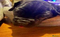 Cane Corso dogs for sale: 🐾‼️💕LAST GIRL💕‼️🐾 - Advert 13