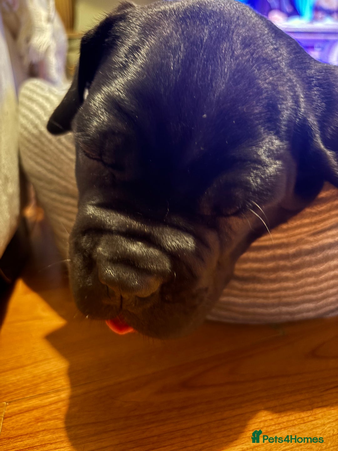 Cane Corso dogs for sale: 🐾‼️💕LAST GIRL💕‼️🐾 - Advert 13