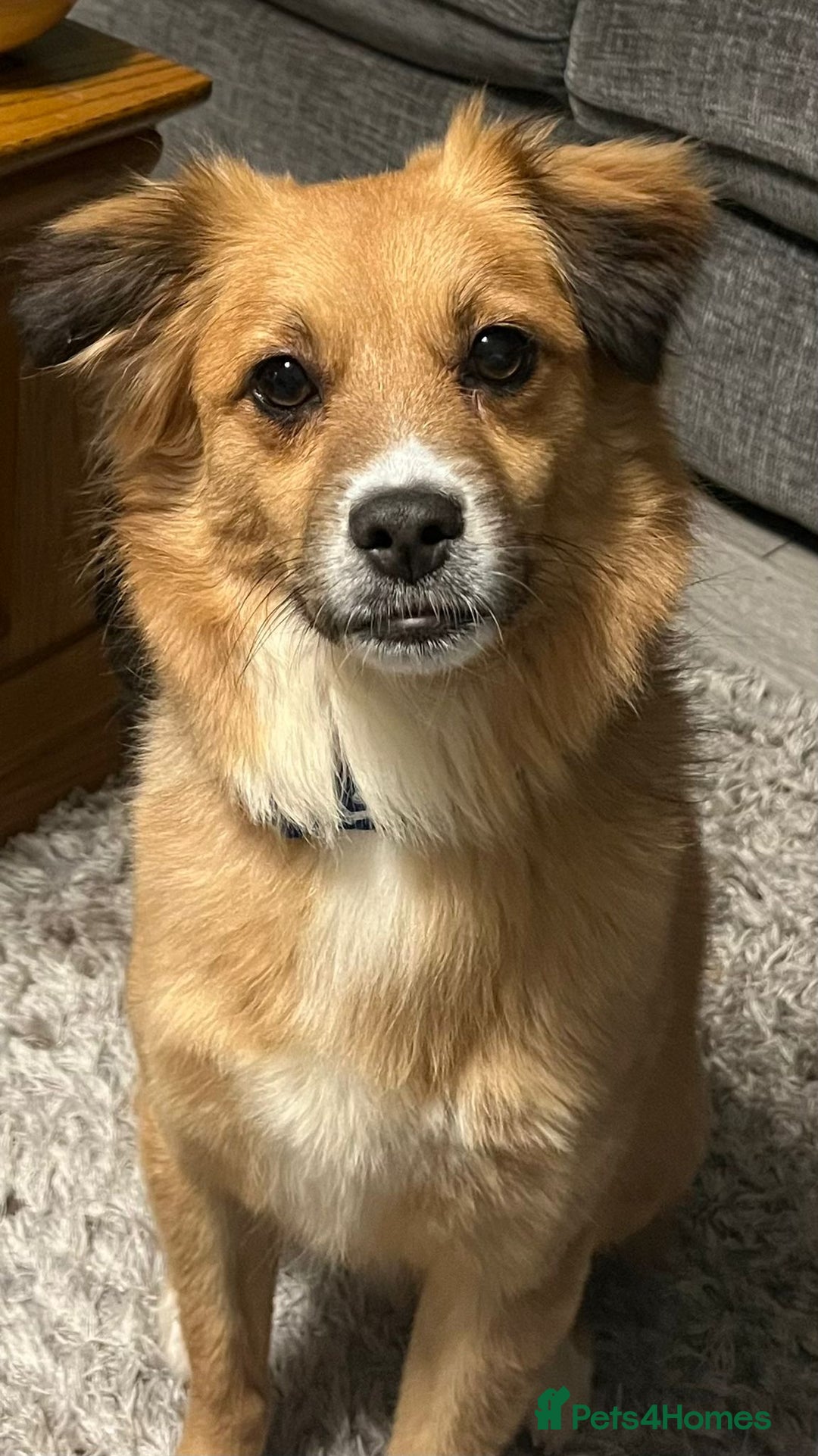 Mixed Breed dogs for adoption: Meet REMI - a Lovely Boy for a Loving Home - Image 7