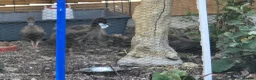Ducks poultry for sale: Khaki campbell  - Advert 2