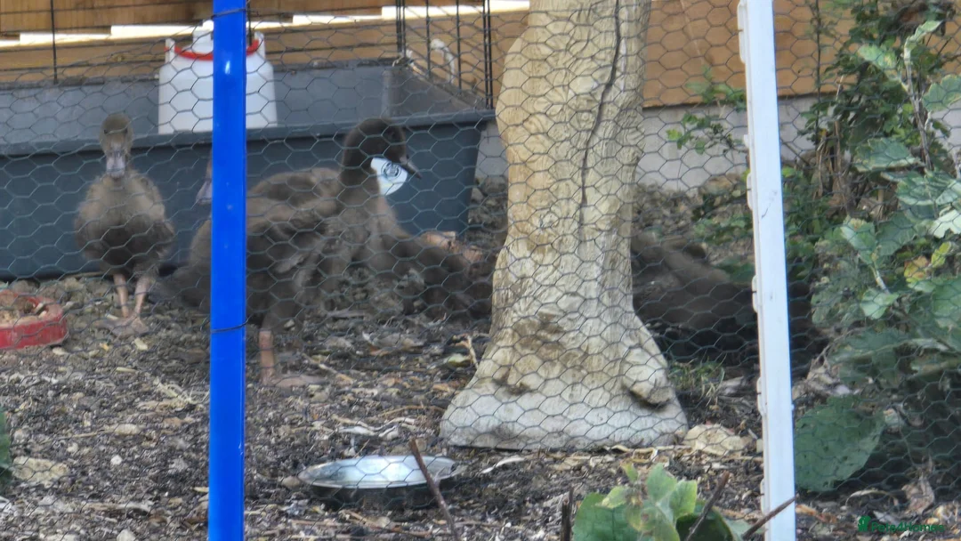 Ducks poultry for sale: Khaki campbell  - Advert 2